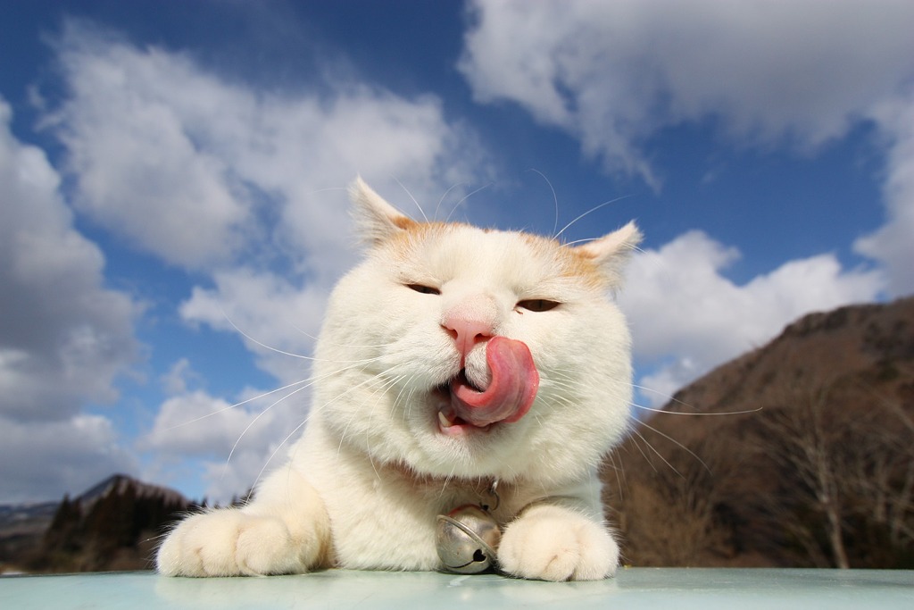 A white cat licking its mouth