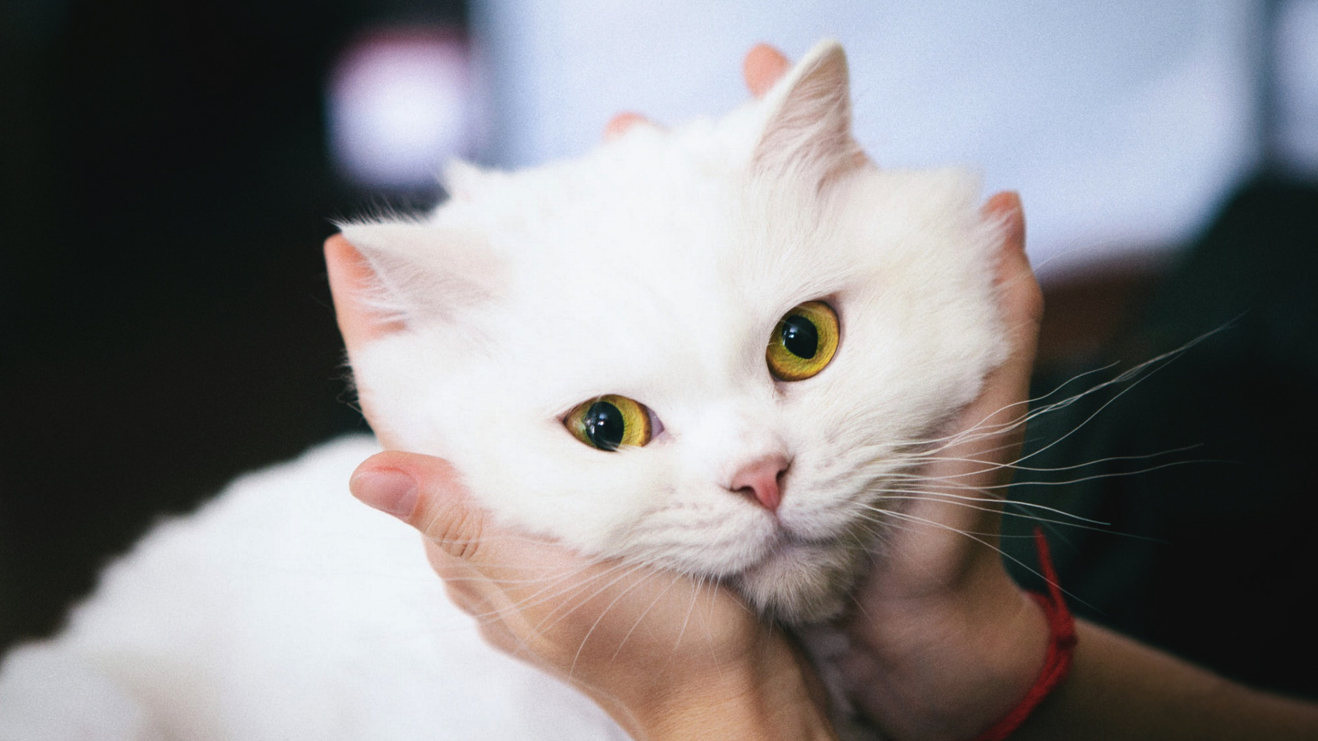 Ankara cat loved by its owner