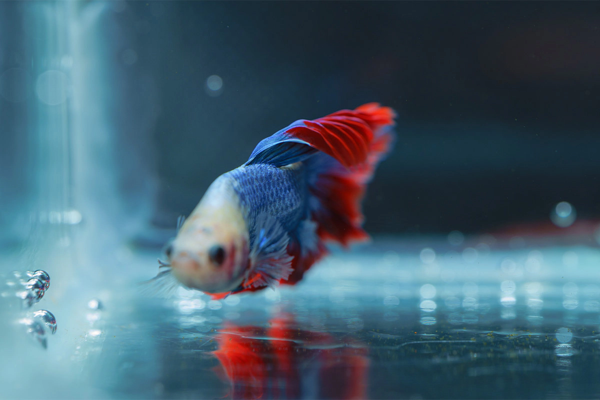 Blue and red colored fish