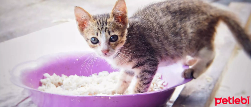 Do Cats Eat Rice? Rice Consumption in Cat Diets