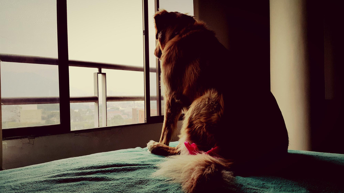 A dog standing alone in front of the window and looking down
