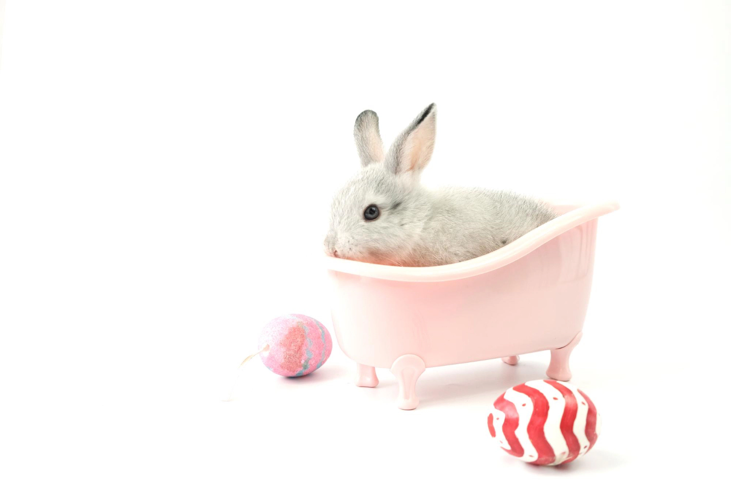 Rabbit standing in a pink bathtub