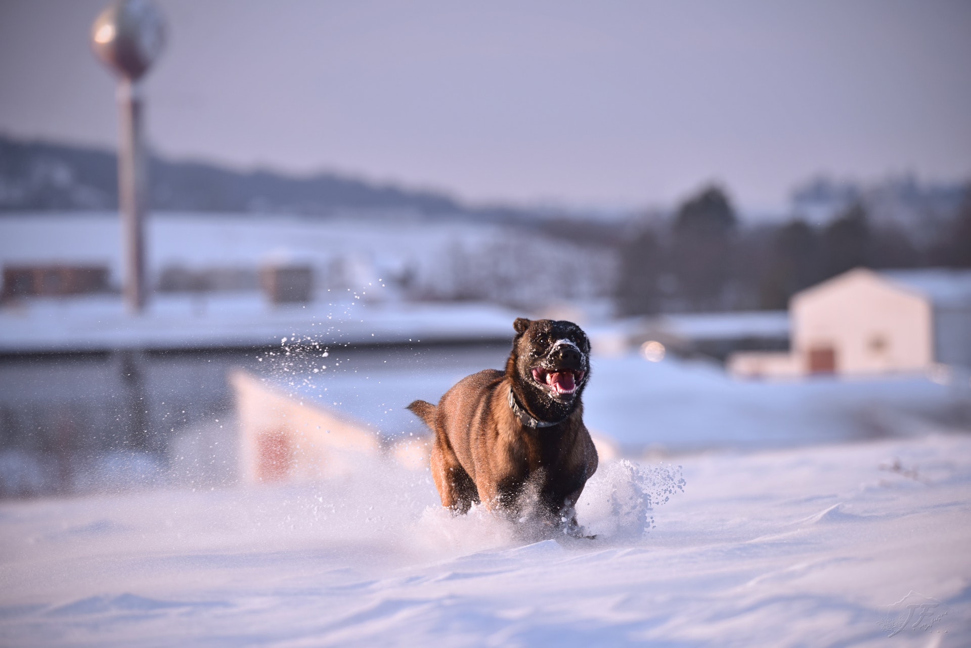 Dog running in the snow with its mouth open