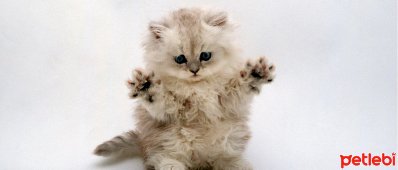 How Do We Know If a Kitten Is Hungry?