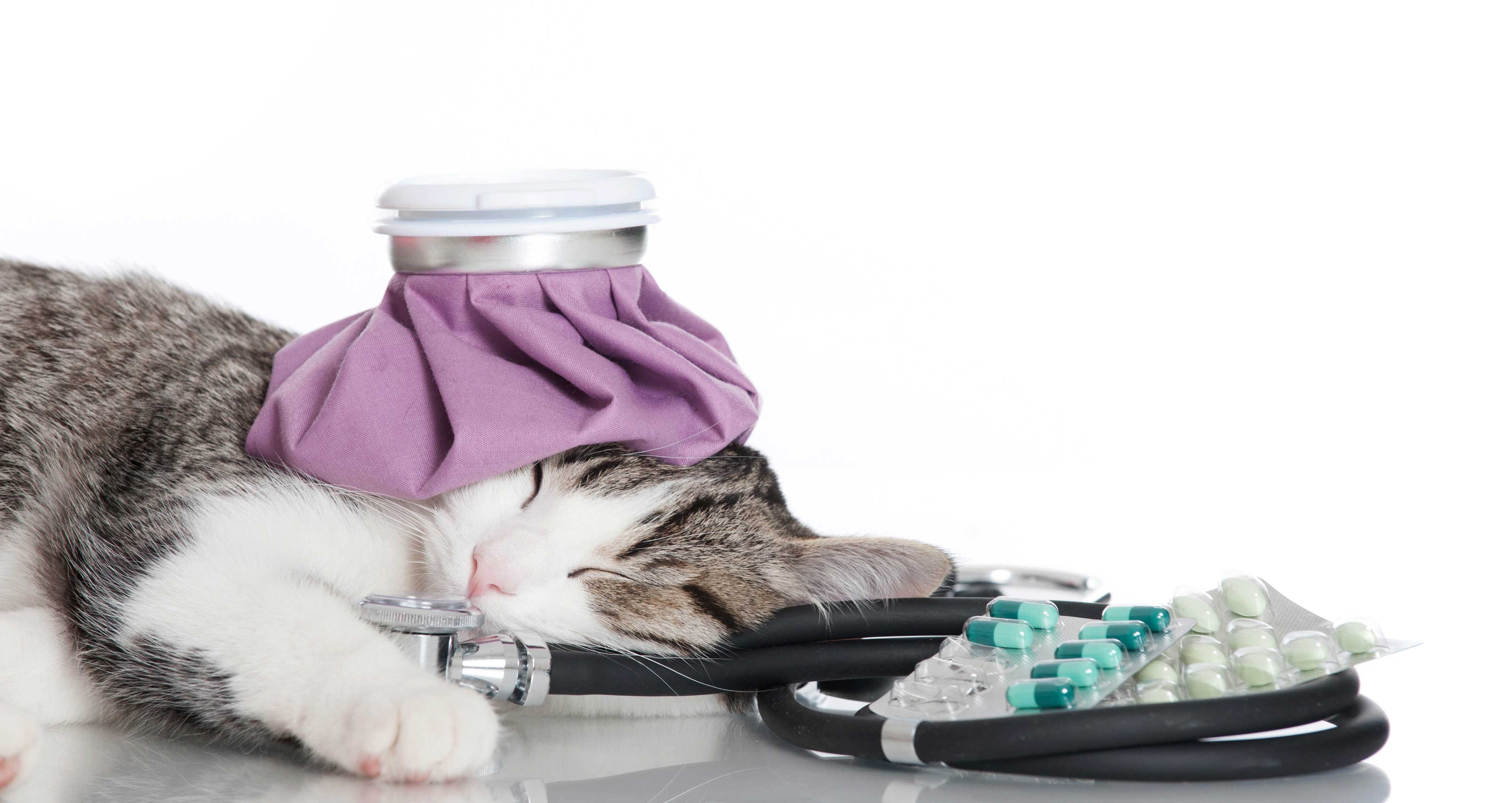 Cat lying among treatment and diagnostic equipment