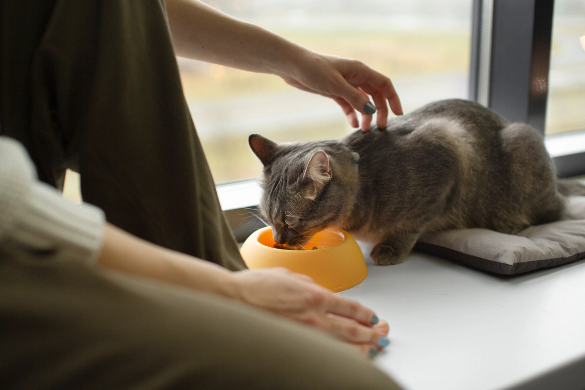 A cat eating food by the window