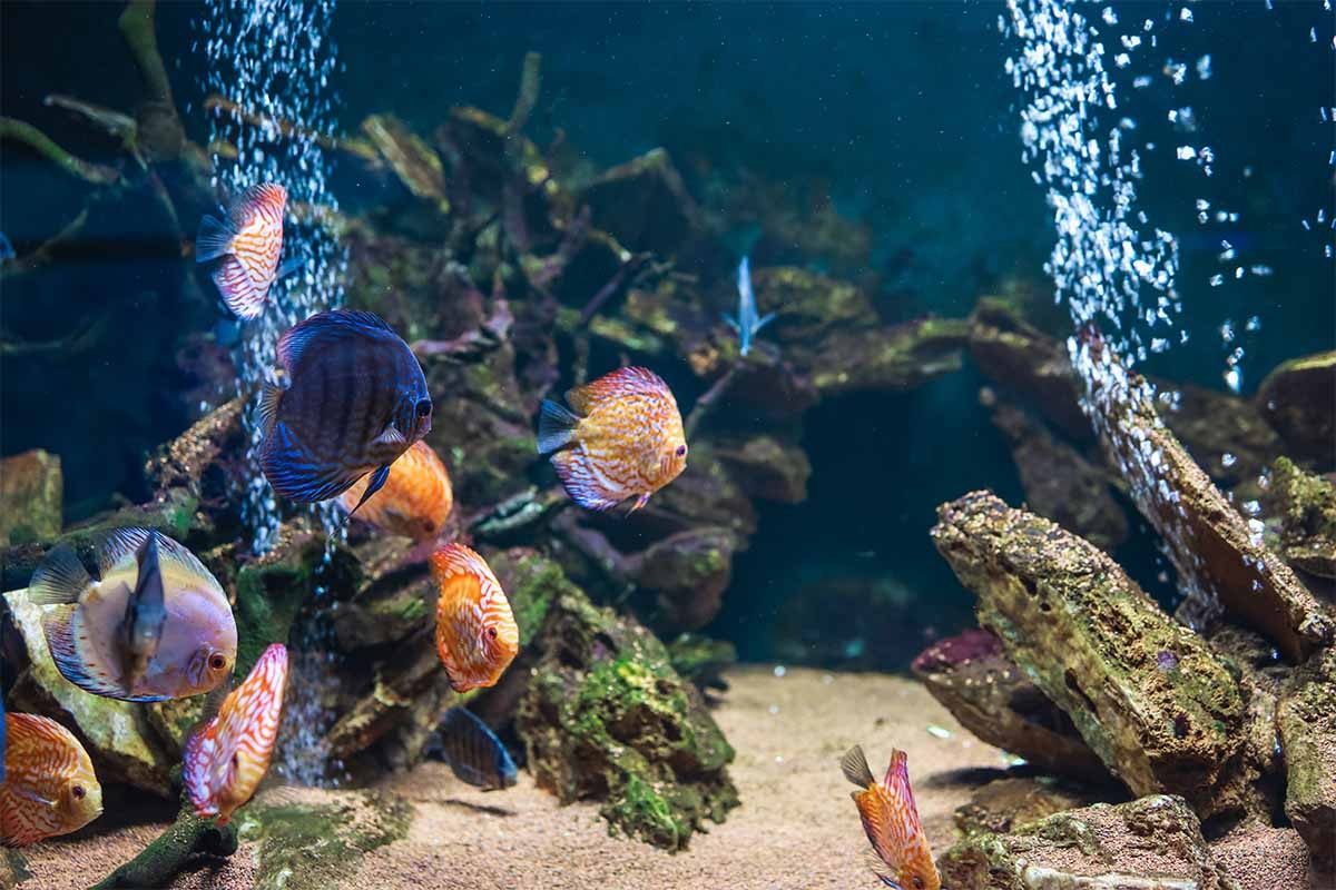 Aquarium in shades of blue