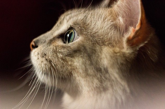 A tabby cat looking straight ahead