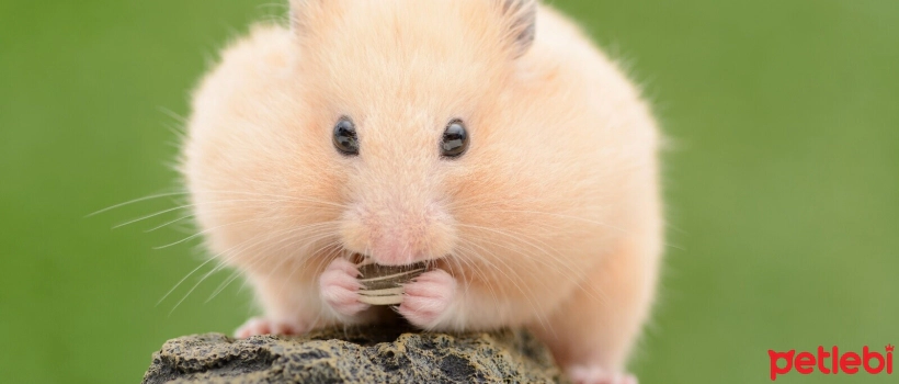 What Do Hamsters Eat, How Should They Be Fed?