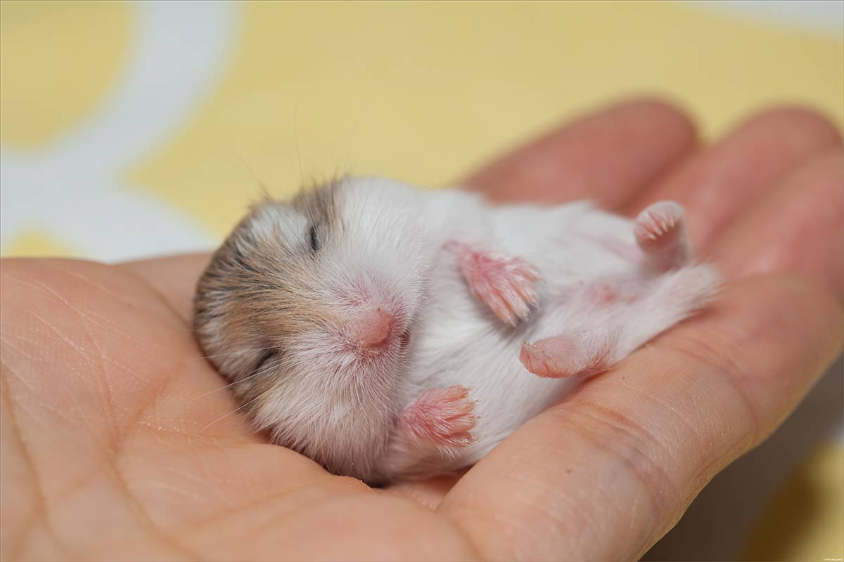 Robovski hamster sleeping in hand