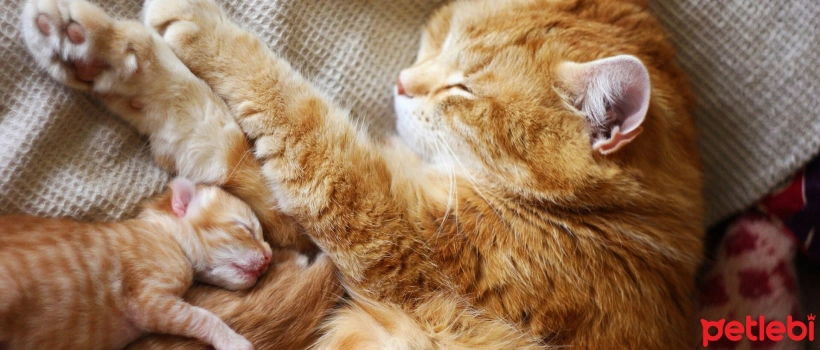 Do cats forget their mothers?