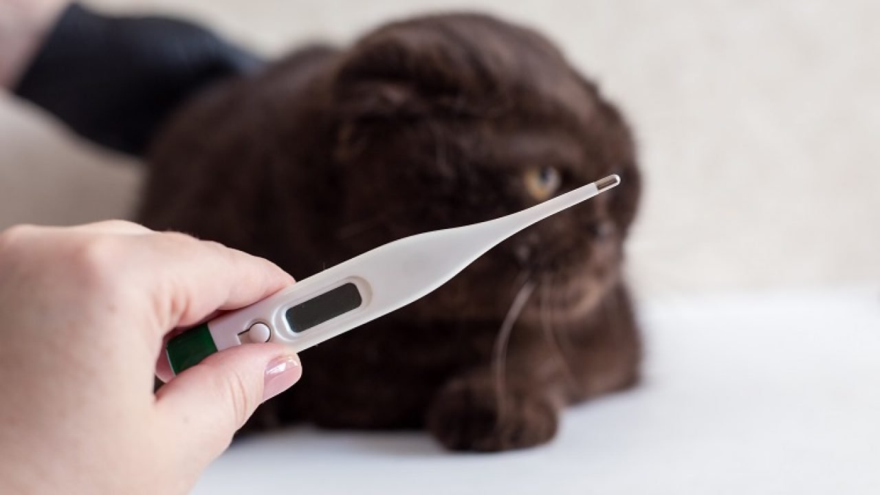 Cat with its temperature measured
