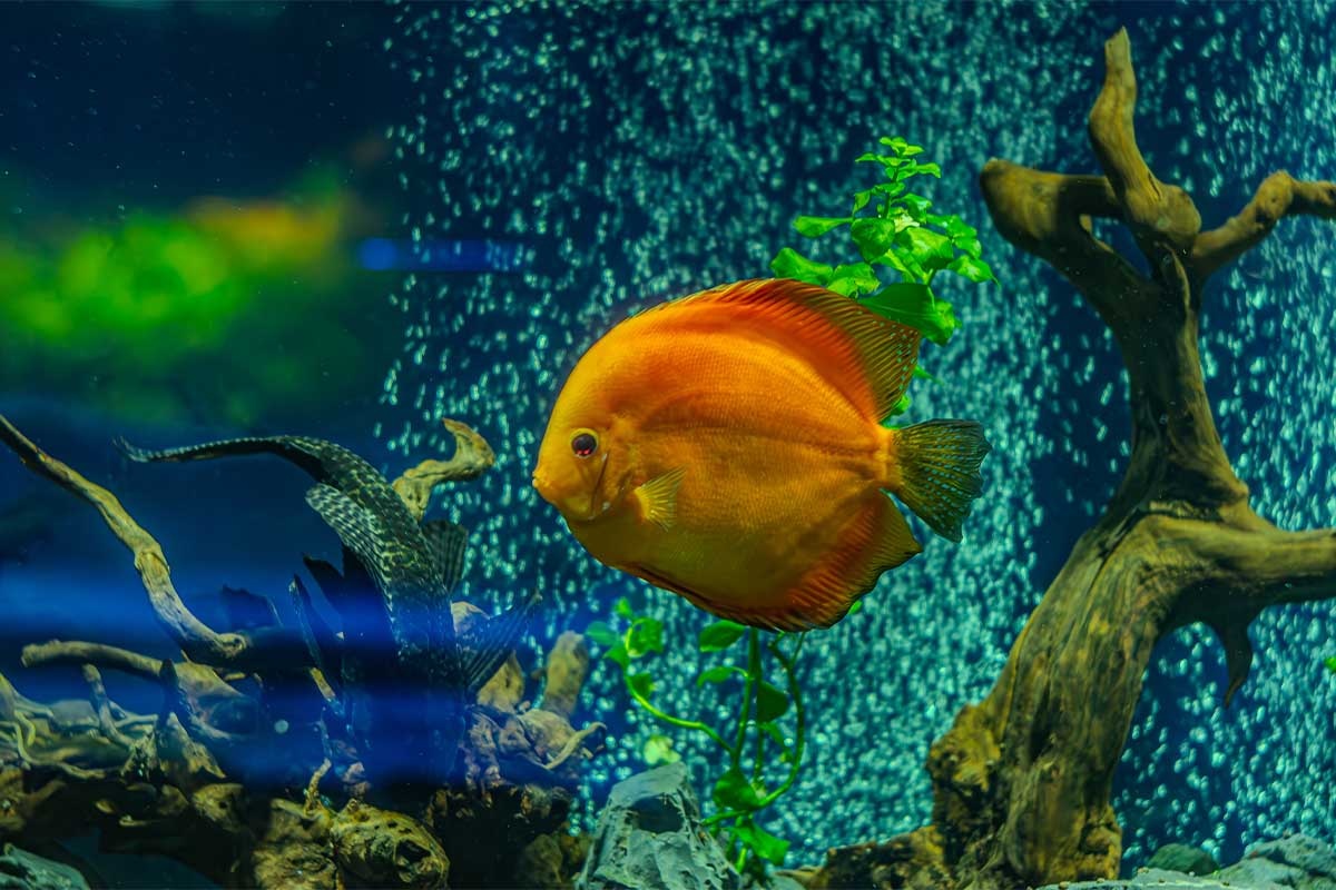 Yellow aquarium fish swimming in a filtered aquarium