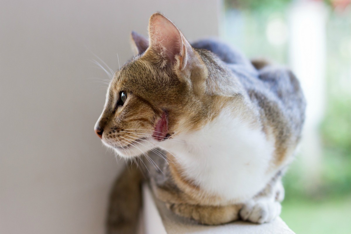 Cat with a wound on its chin