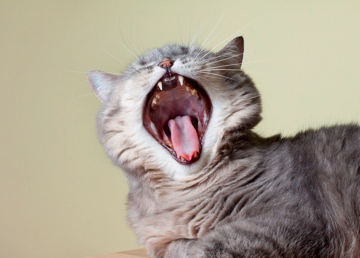 Cat with open mouth