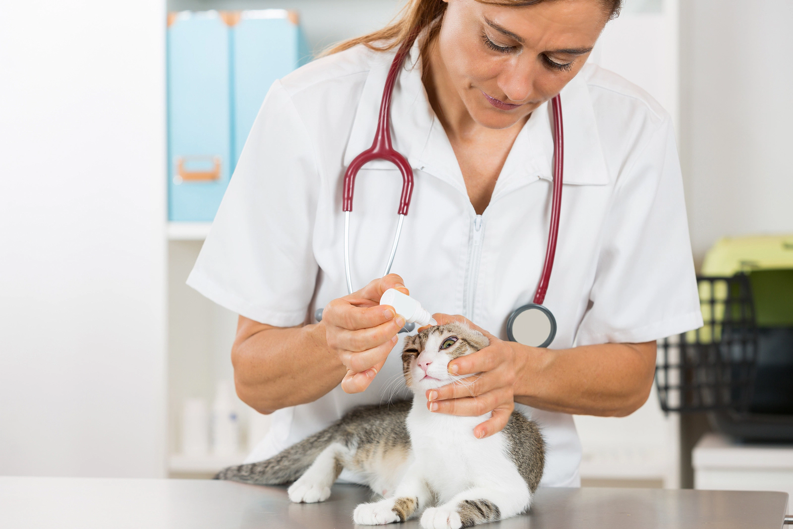 Cat that has used eye drops by a veterinarian