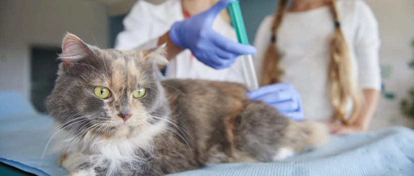 Low WBC (White Blood Cell) Count in Cats
