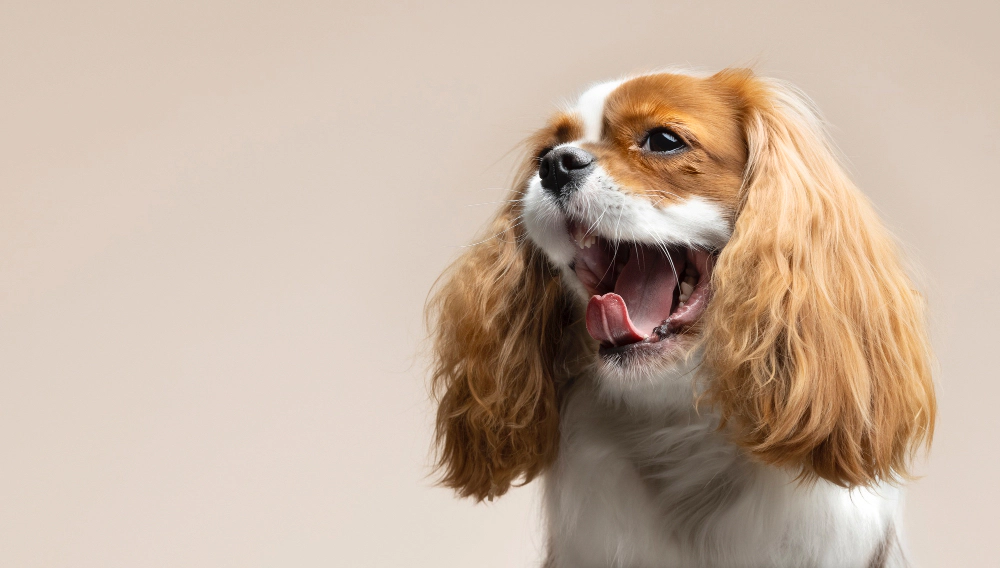 Esneyen Cavalier King Charles Spaniel