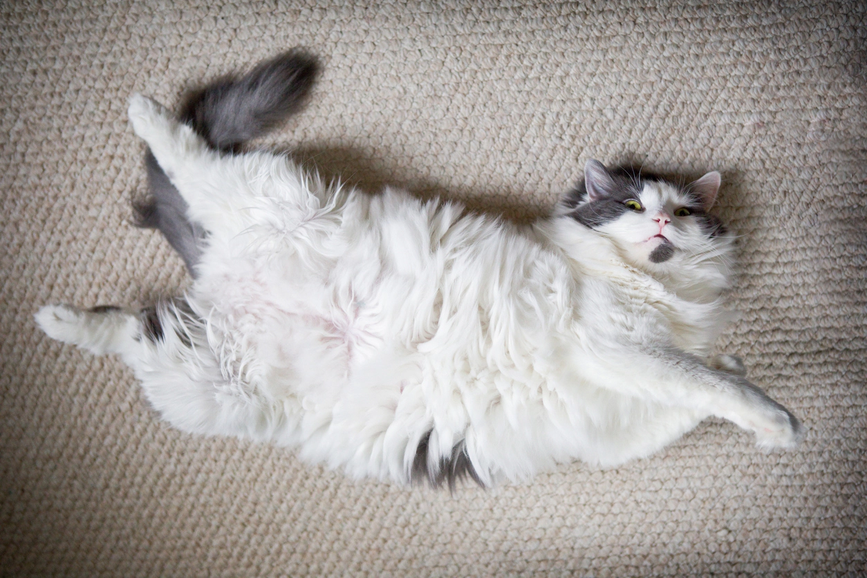 Fat white cat lying on its back