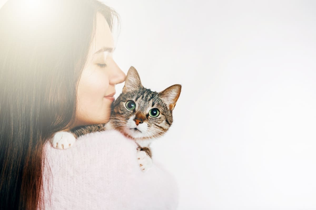 A tabby cat sitting on a woman's lap, looking curious