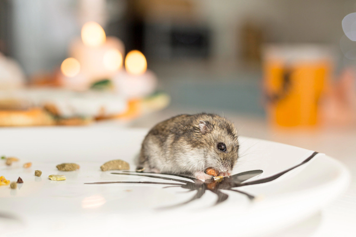 Hamster eating seeds from a large plate