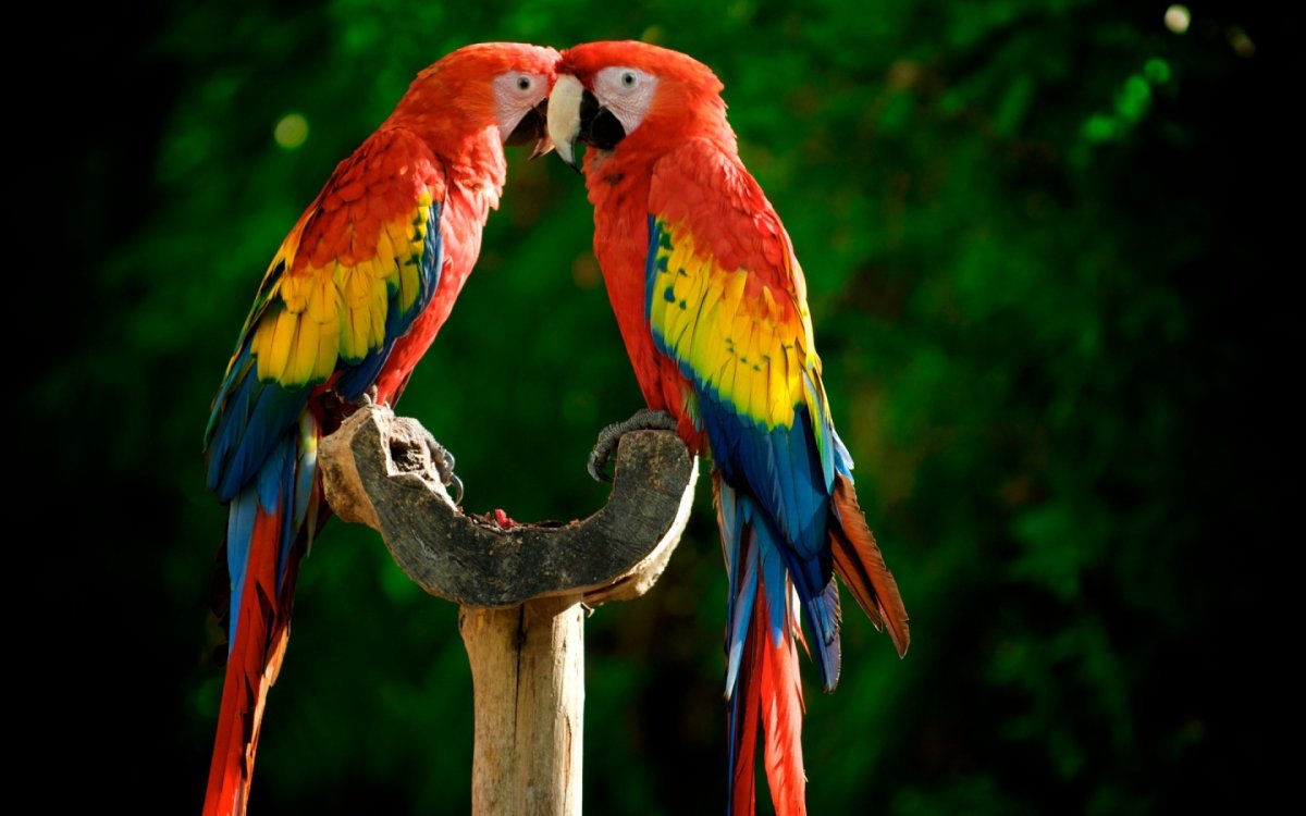 Two macaws looking at each other