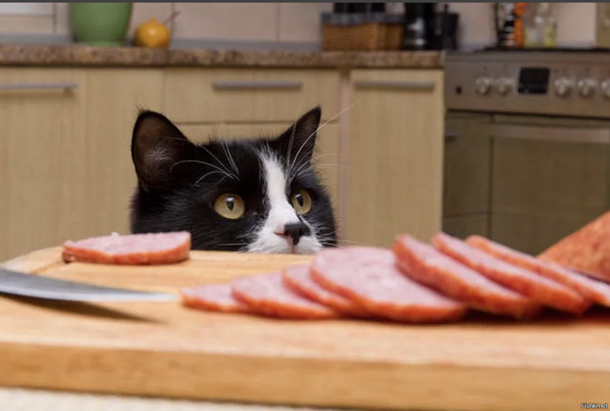 Cat looking at salami on a plate