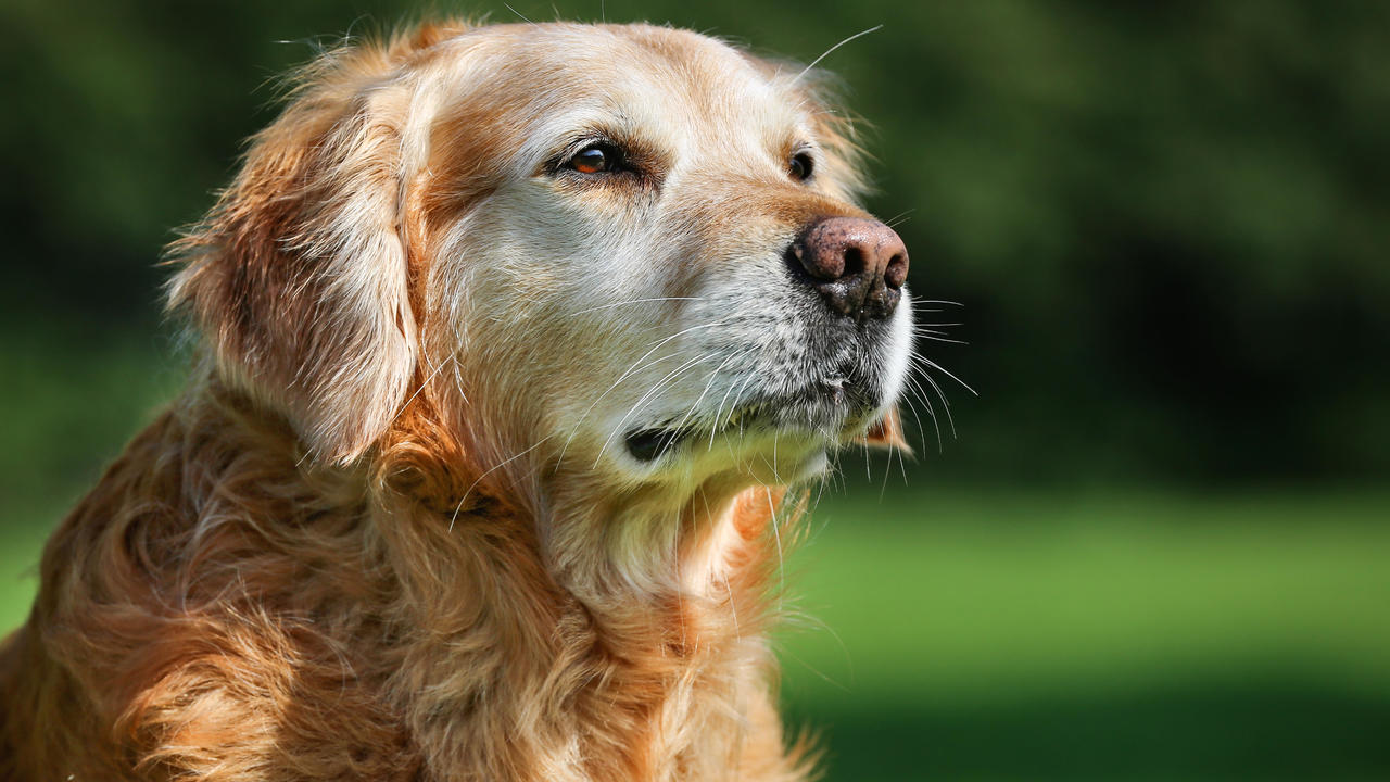 Old Golden Retriever looking straight ahead in the greenery