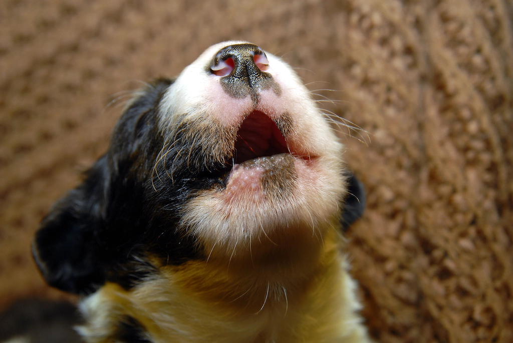 howling puppy