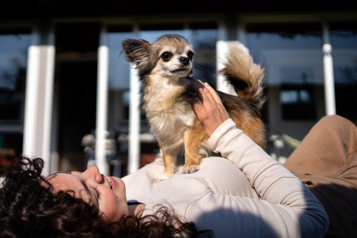Chihuahua sitting on its owner's lap