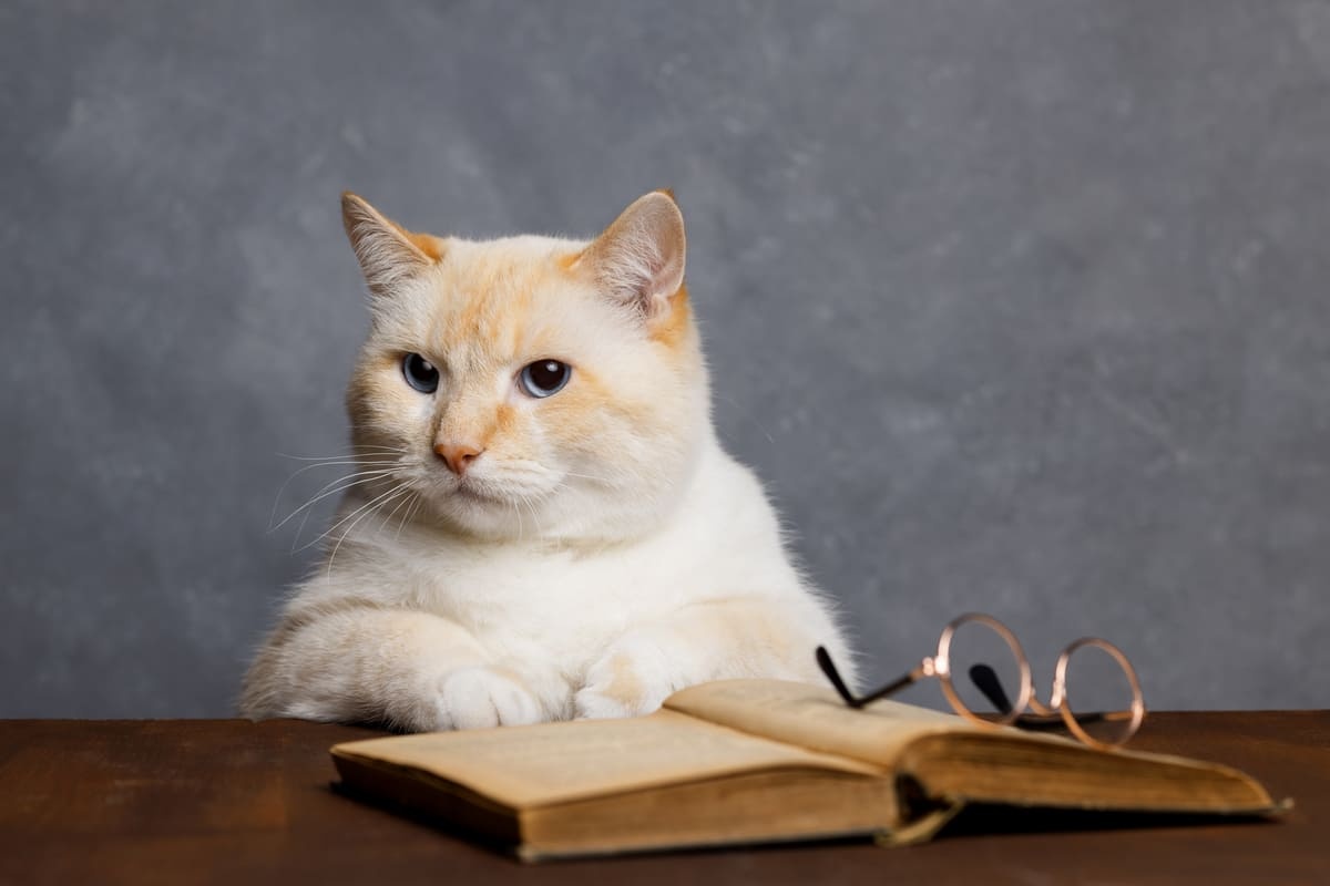 Cat with a book and glasses in front of it