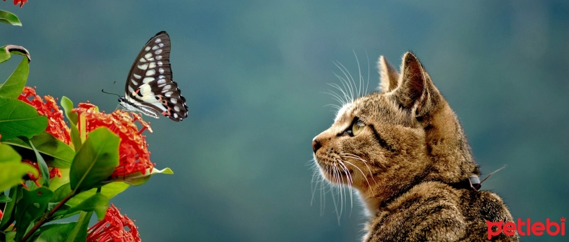 Do Cats Eat Insects? The Most Harmful Insects for Cats