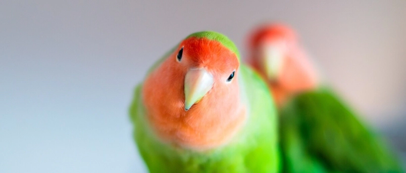 Lovebird, Love Parrot (Paradise Parrot) Characteristics, Care and Feeding