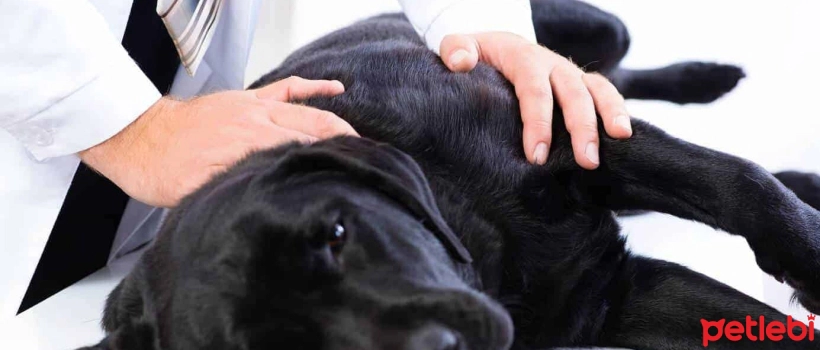 Leishmania and Leishmaniasis Causes, Symptoms and Treatment in Dogs