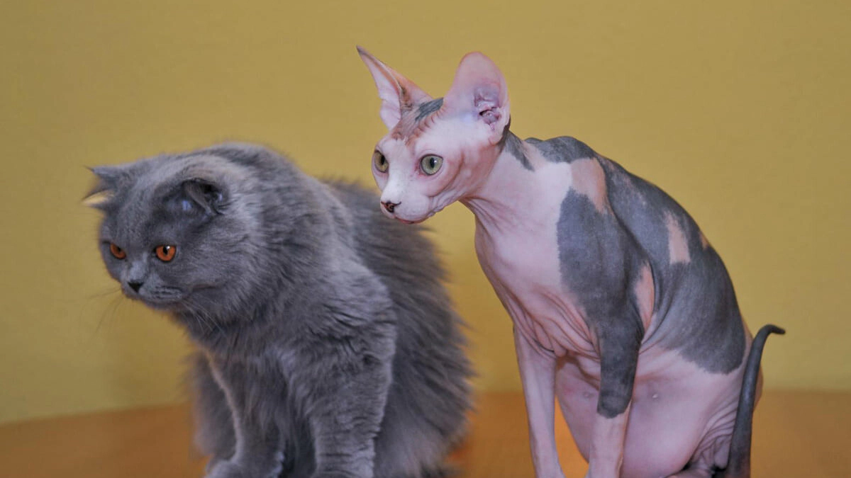 Non-Shedding and Hairless Cat Breeds