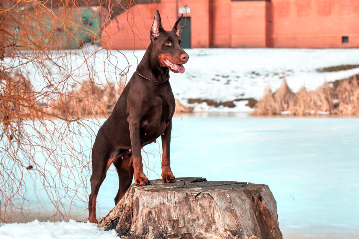 Brown reddish Doberman standing on a log