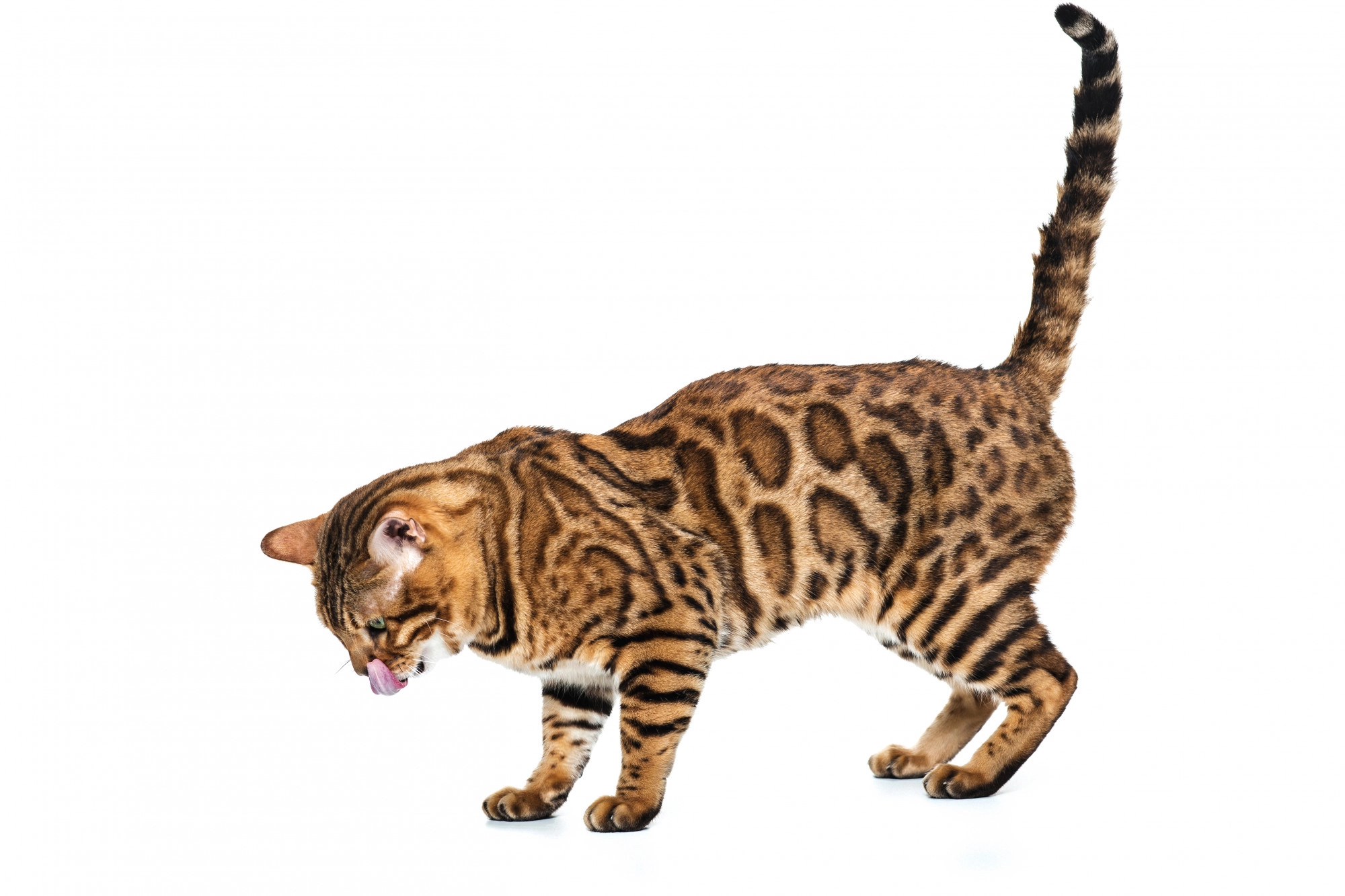 Cat focused on the ground