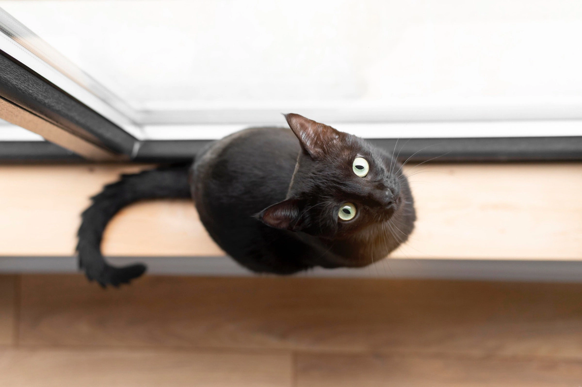 A black cat with green eyes looking curiously upwards