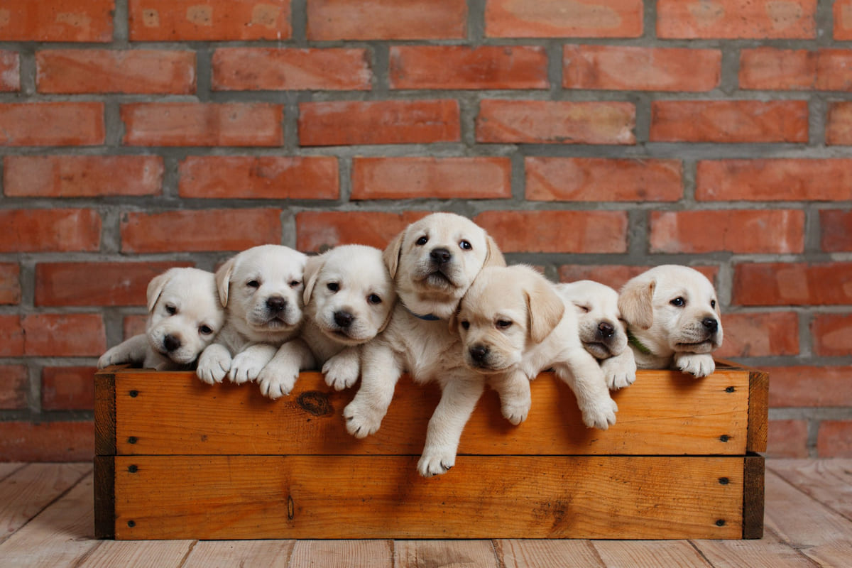 Puppies in a wooden crate