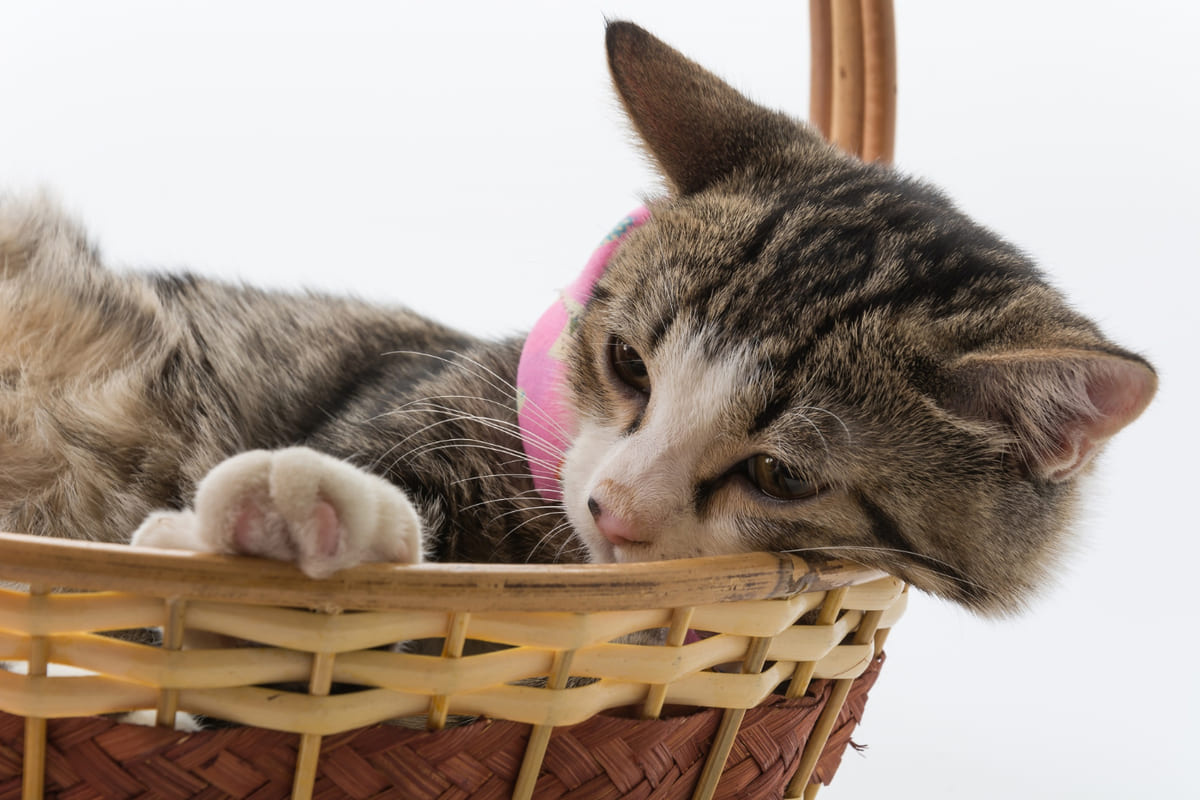 Kitten sleeping in a basket