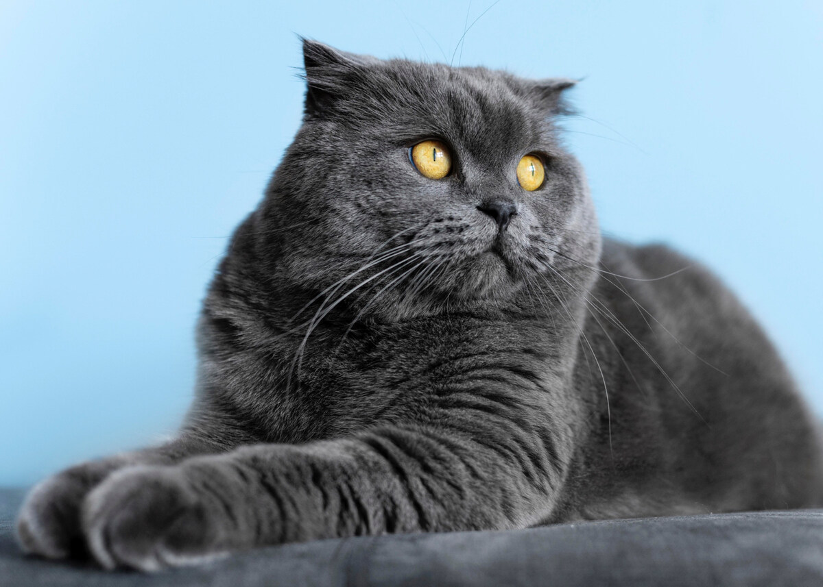 Beautiful British Shorthair Cat