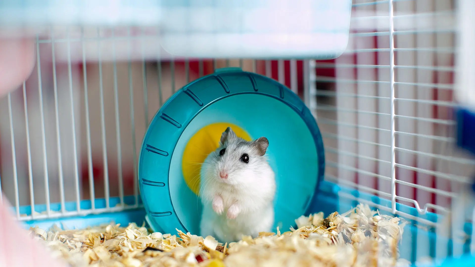 Hamster standing in its cage