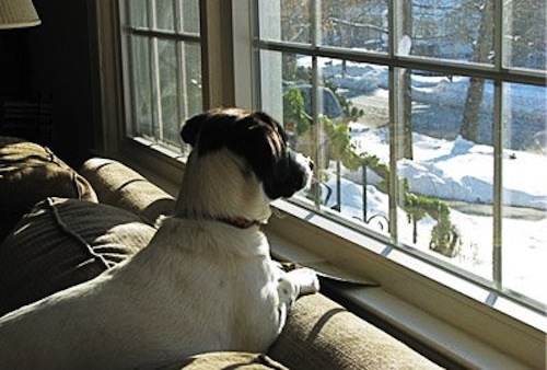Suggestions for Dog Owners Who Spend Little Time Home 3
