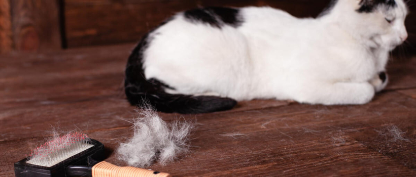 Is Cat Hair Harmful? Causes, Symptoms, and Treatment Solutions for Cat Hair Getting into the Lungs