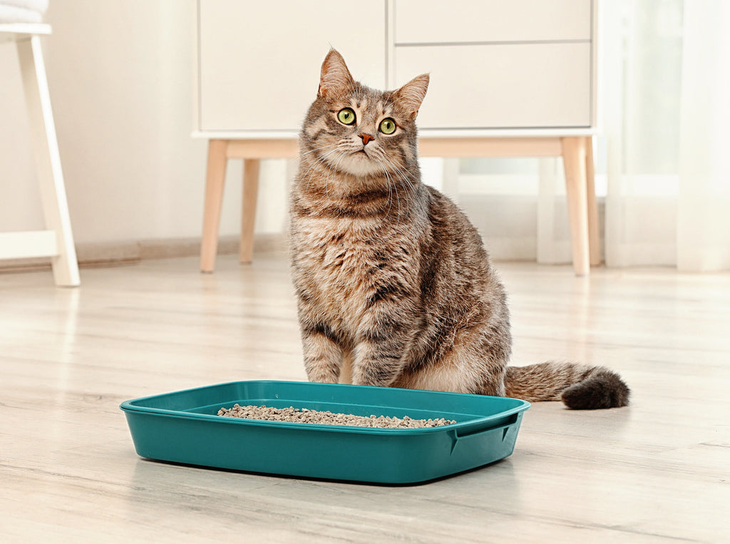 Cat sitting behind the cat litter box