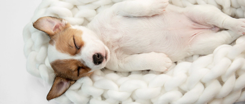 What Do Different Sleeping Positions of Dogs Mean?