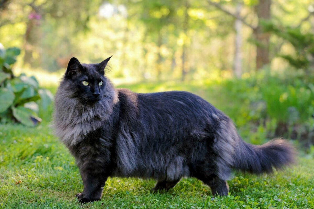 Norwegian Forest Cat standing on the grass