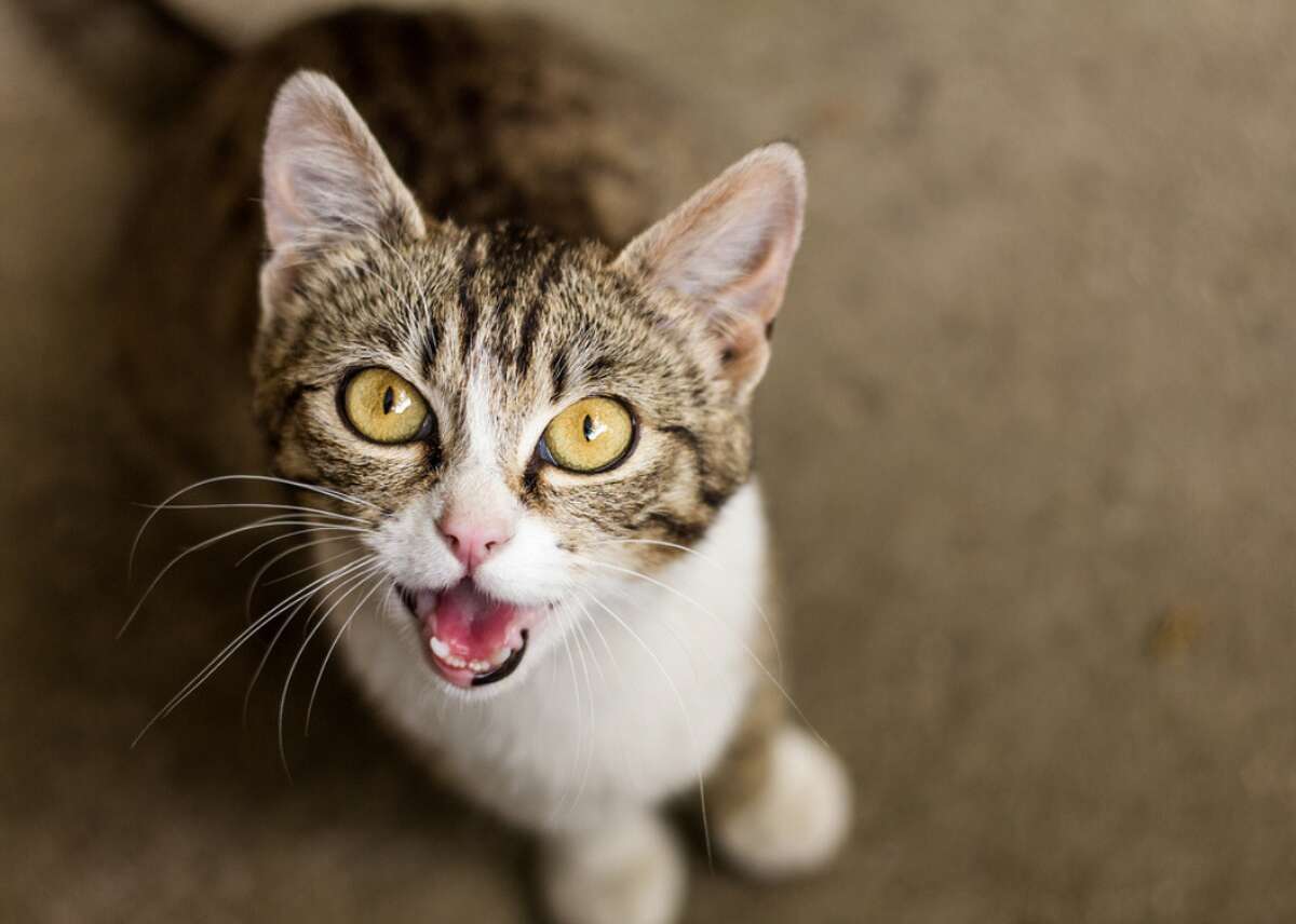 miyavlayan tekir kedi