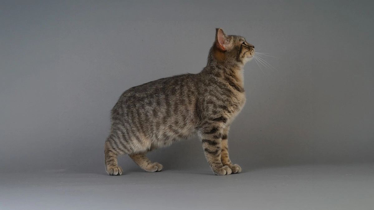 Manx Cat Characteristics, Care and Temperament