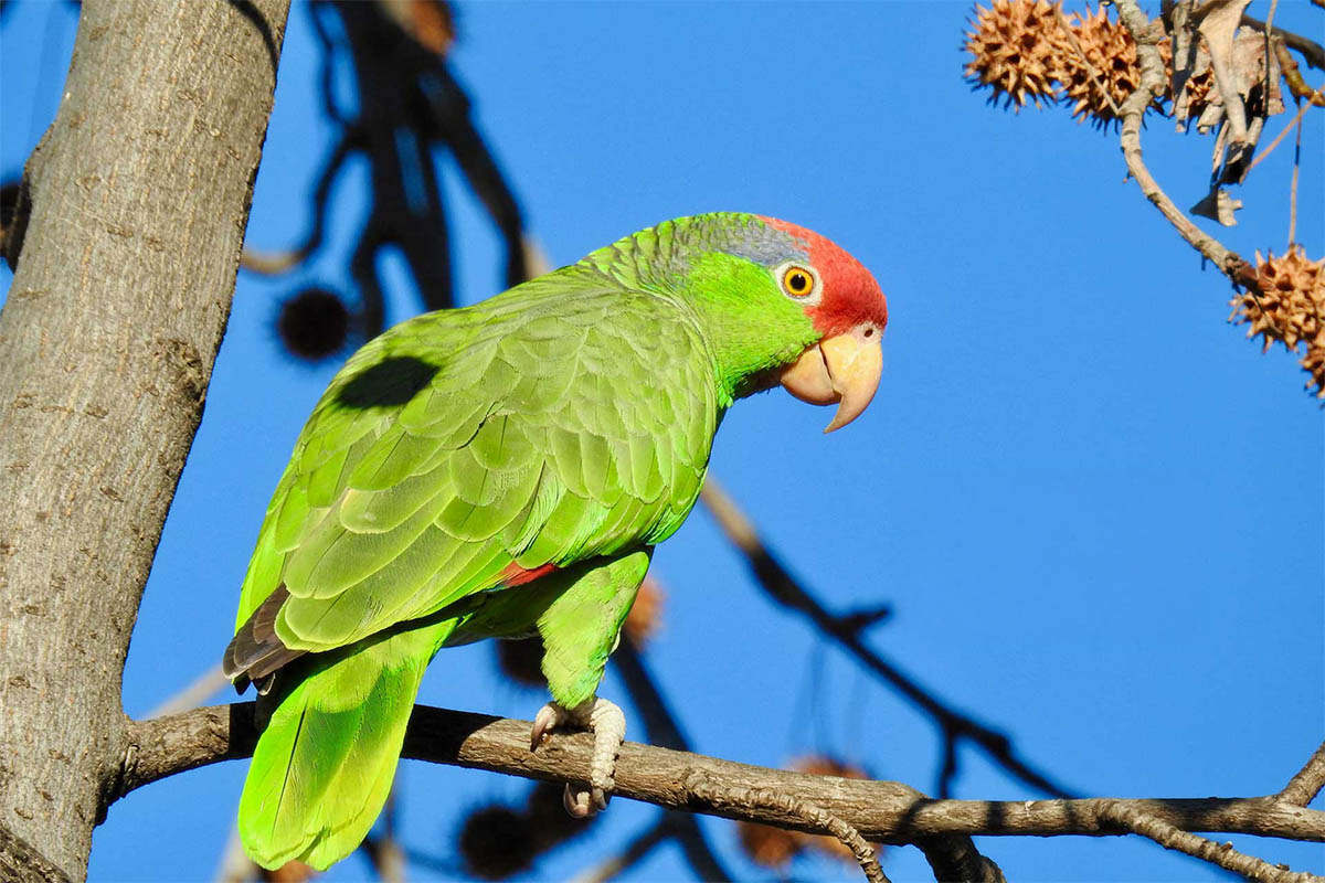 Amazon parrot perched on a branch